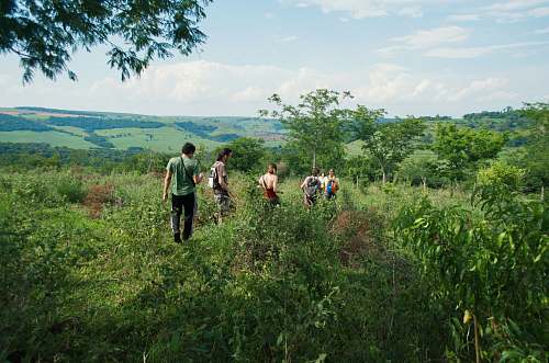 forest  brasil