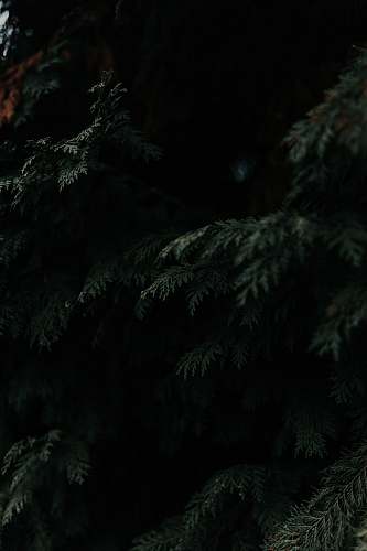 tree green leafed tree conifer