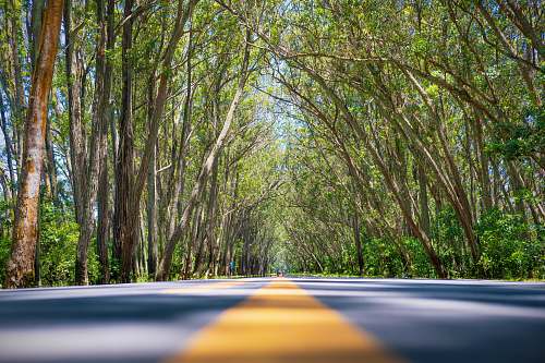asphalt gray and yellow pavement road with trees tarmac