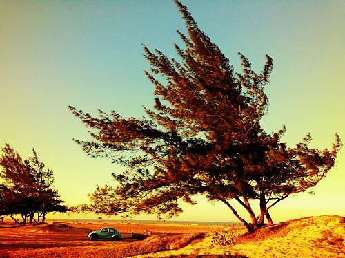 car blue Volkswagen beetle near the tree brazil