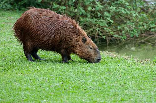 wildlife beaver eating grass mammal