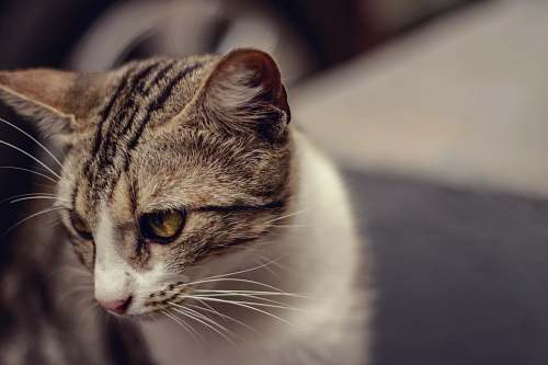 cat brown tabby and white cat looking lower left pet