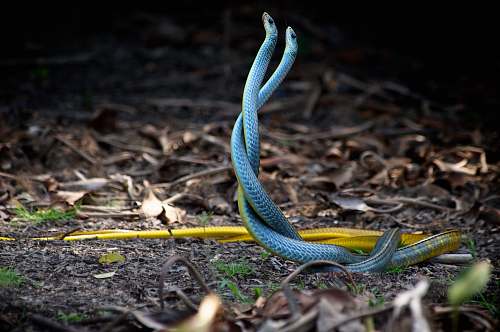 snake two blue-and-yellow snakes mating near dried leaves reptile