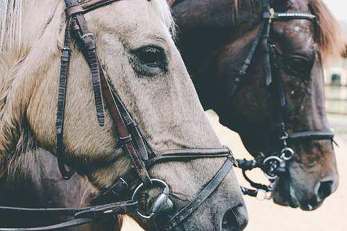 horse two white and brown horses mammal