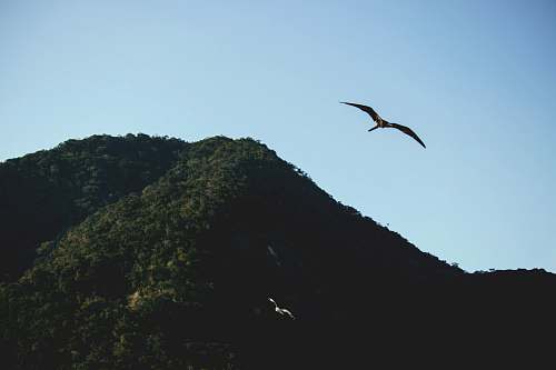 flying bird flying by the mountain animal