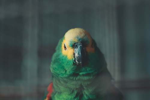parrot selective focus photo of green and yellow bird animal