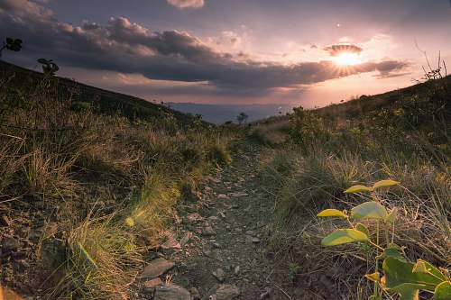 plant forest under sunset with cloudy sky cloud