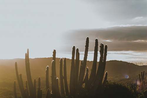 plant green cactus cactus