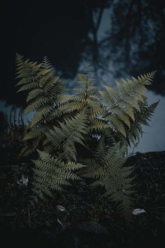 plant green leafed plant fern