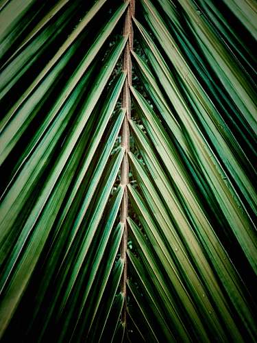 triangle green tree r. sem denominacao