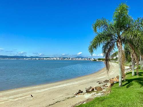 summer palm trees by the seashore during daytime tropical