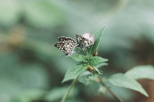 insect two butterflies on green plant araguaína