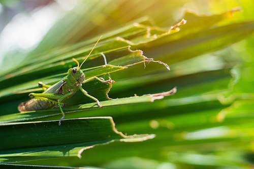 invertebrate green grasshopper on the green leaf during daytime insect