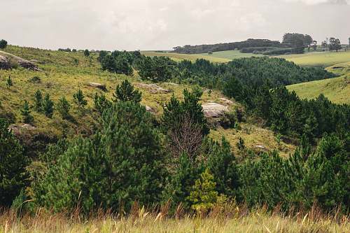 tree aerial view photography of green forest fir