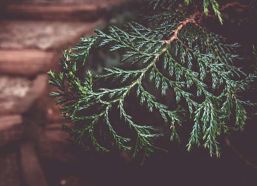 conifer closeup photo of green leaf plant flora