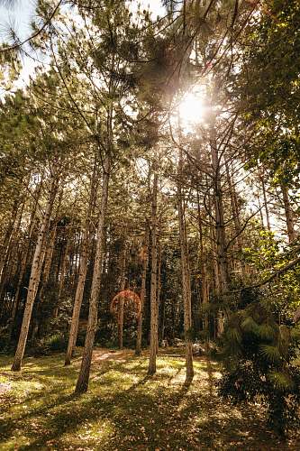 tree green trees in the forest during daytime flare