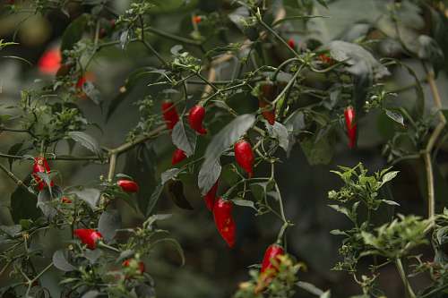 pepper red chili plant vegetable