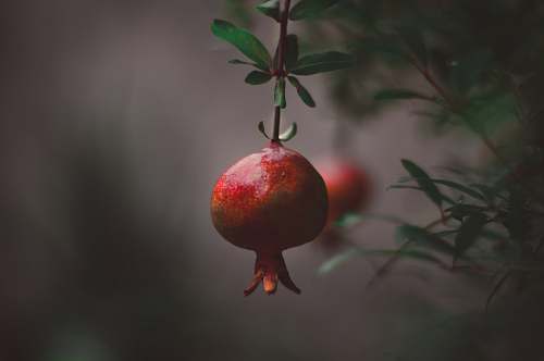 fruit round red fruit pomegranate