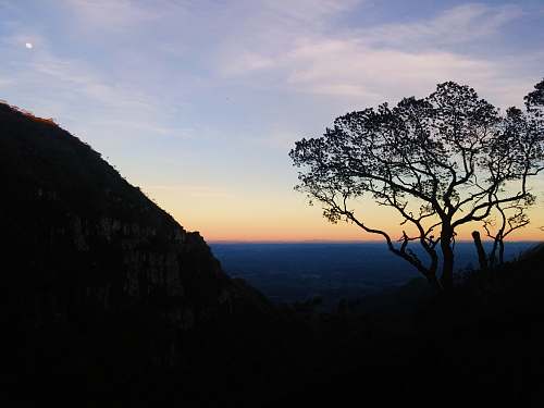 nature silhouette of trees tree
