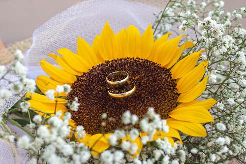 flower two gold rings sunflower