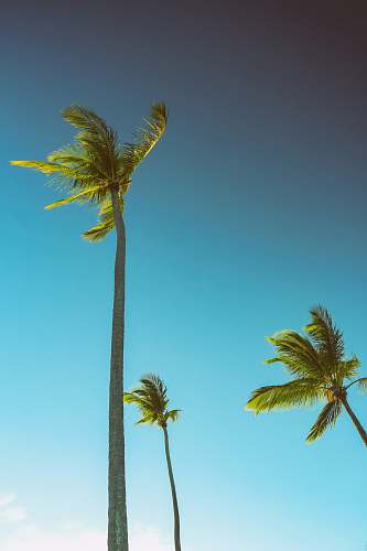 arecaceae three green palm trees under blue sky flora