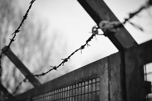 wire grayscale photo of barb wire barbed wire