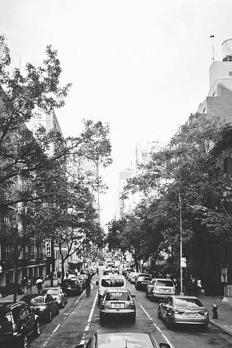 automobile grayscale photo of cars parked near trees and buildings car