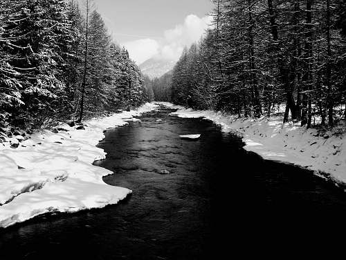 plant grayscale photography of flowing river near field and trees covered with snow tree