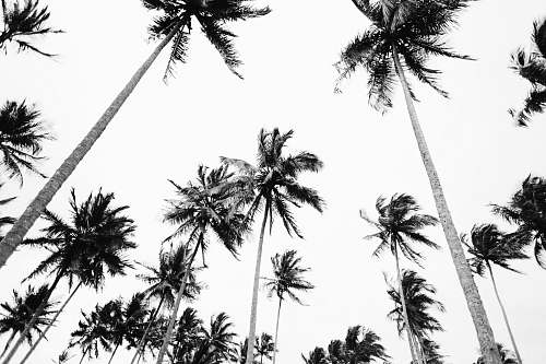 tree low angle photography of coconut trees arecaceae
