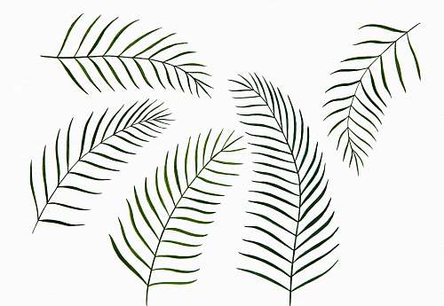 leaf black tree leaves illustration fern