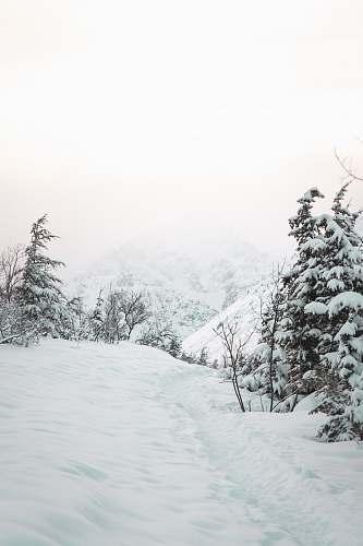 tree mountain covered with snow abies