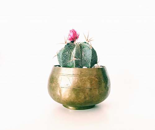 flower pink petaled flower cactus plant on brass-colored pot cactus