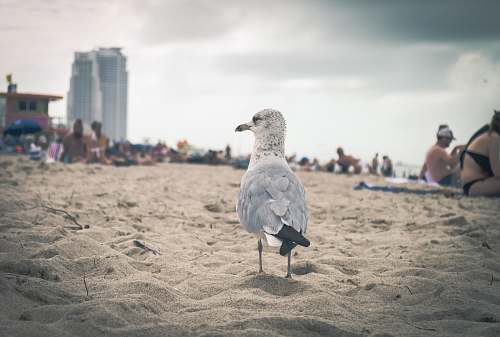  white and gray bird on brown sand during daytime 