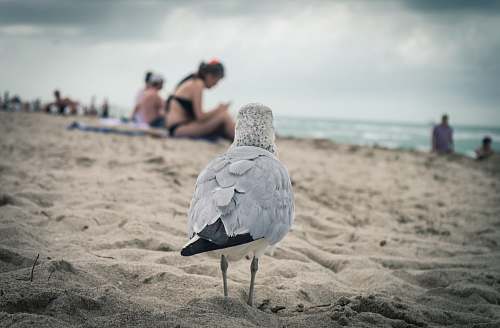 nature gray bird in beach bird