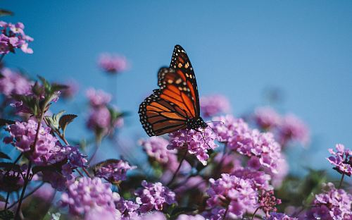 a butterfly is flying over some purple flowers