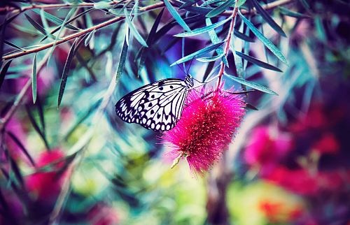 black and white paperkite butterfly perching on pink petaled flower