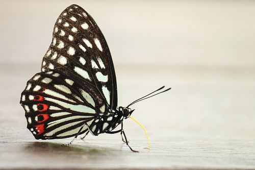 black and white papilio butterfly