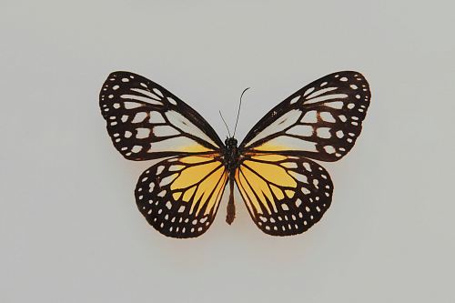 black and yellow butterfly