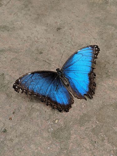 blue and black butterfly