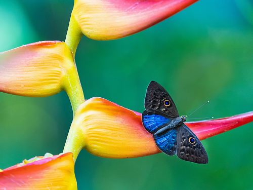 blue and black butterfly on pink and yellow flower