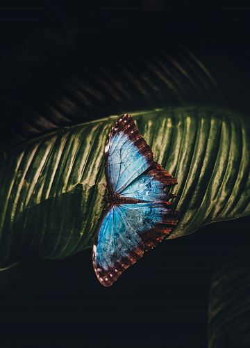 blue and brown butterfly perching on leaf