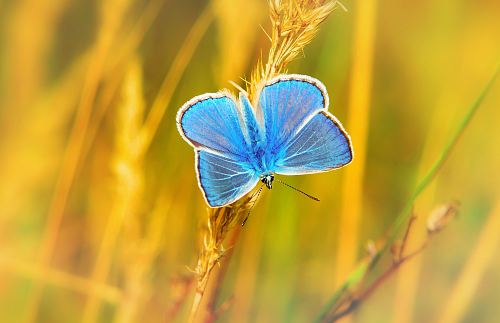 blue butterfly perched on grass at daytime