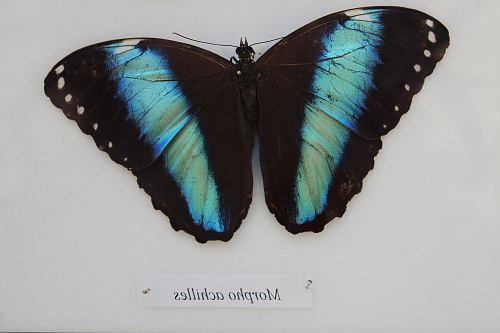 blue Morpho butterfly