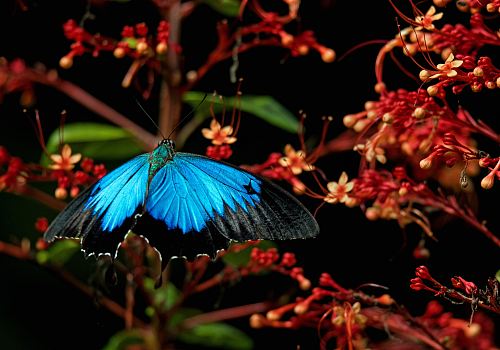blue morpho butterfly during daytime