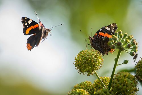 brown and black butterflies