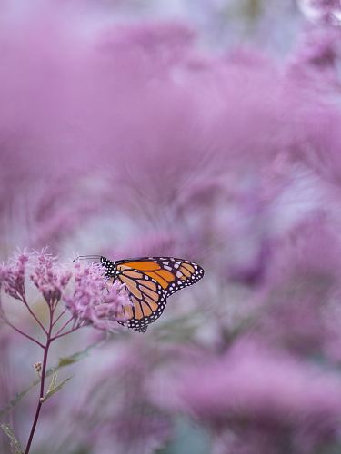 brown and white butterfly on purple petaled flower
