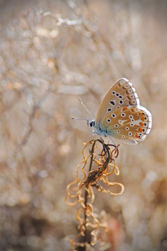 brown butterfly perched on flower