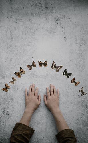 butterflies collection