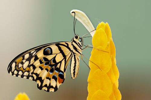 butterfly perched on flower at daytime