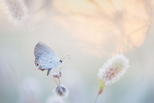 butterfly perched on petaled flower